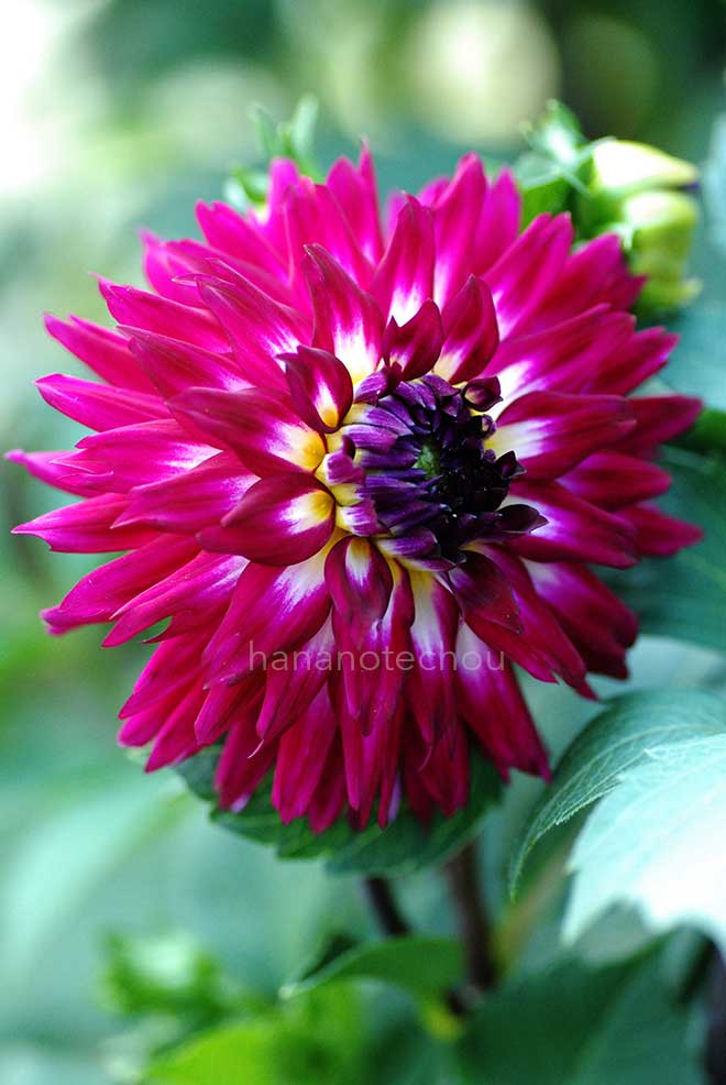 ダリア バードジャートゥインクル|花の手帖のダリア図鑑