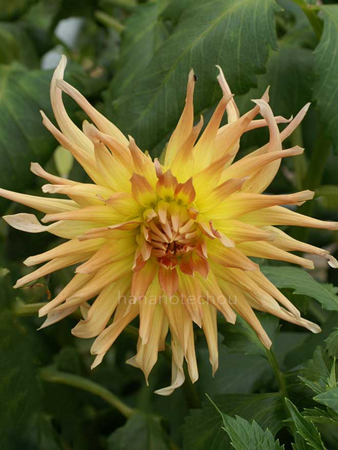 ダリア バグシャルス ゴールド クローネ｜花の手帖のダリア図鑑