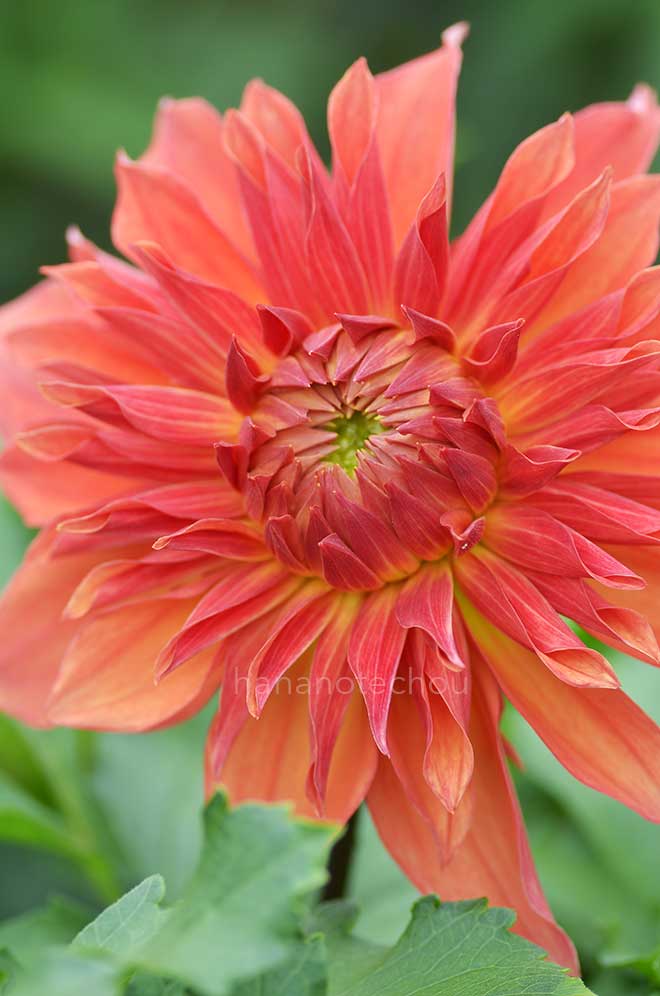 ダリア 晩秋の森｜花の手帖のダリア図鑑