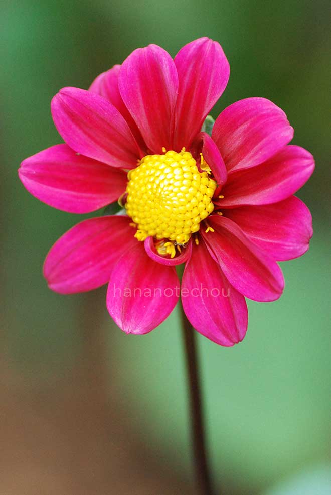 ダリア 紅小町｜花の手帖のダリア図鑑