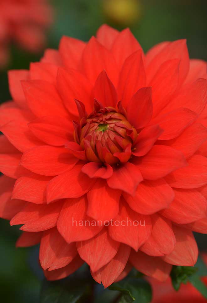 ダリア ベストスマイル｜花の手帖のダリア図鑑