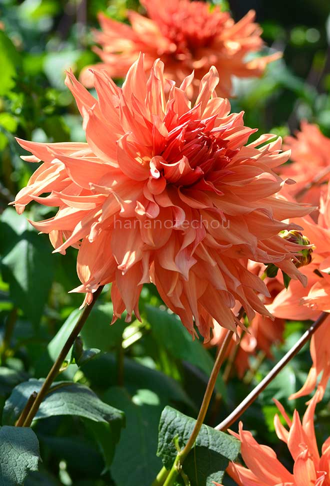 ダリア ビル ホンバーグ|花の手帖のダリア図鑑