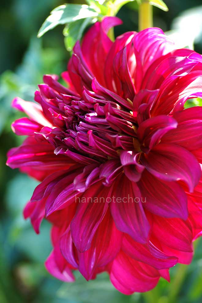 ダリア ブラック チーター|花の手帖のダリア図鑑