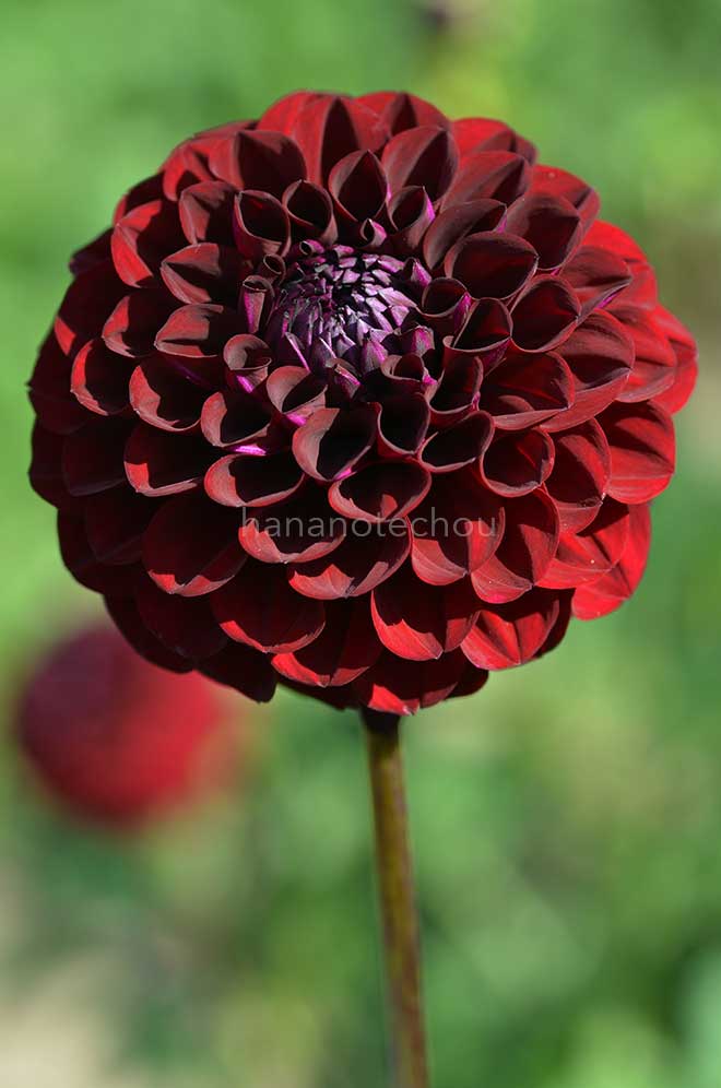 ダリア ブラック エッグ｜花の手帖のダリア図鑑