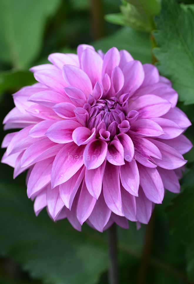 ダリア ブルーライト｜花の手帖のダリア図鑑