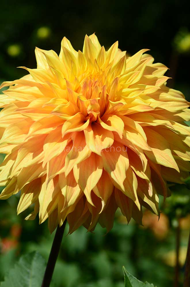 ダリア ボナベンチャー｜花の手帖のダリア図鑑