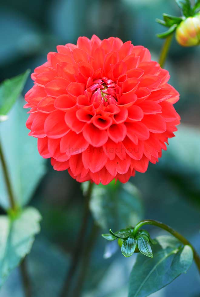 ダリア ブリストル タンジェリン|花の手帖のダリア図鑑