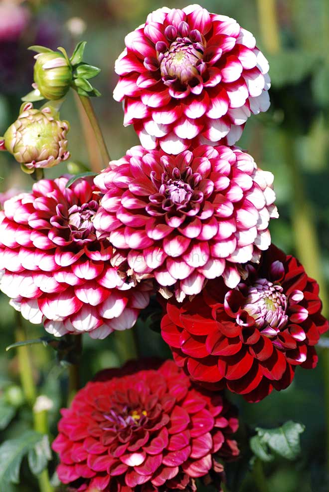 ダリア チェッカーズ｜花の手帖のダリア図鑑