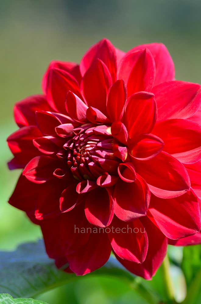 ダリア チェルシーペンショナー|花の手帖のダリア図鑑