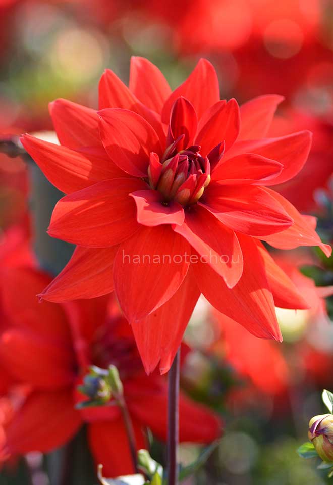 ダリア チェリー ドロップ｜花の手帖のダリア図鑑