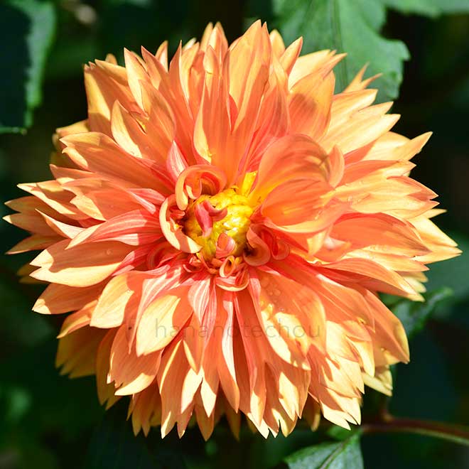 ダリア 千曲川｜花の手帖のダリア図鑑