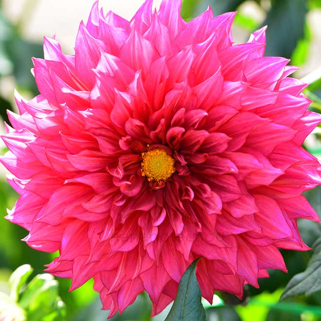 ダリア チャイナタウン｜花の手帖のダリア図鑑