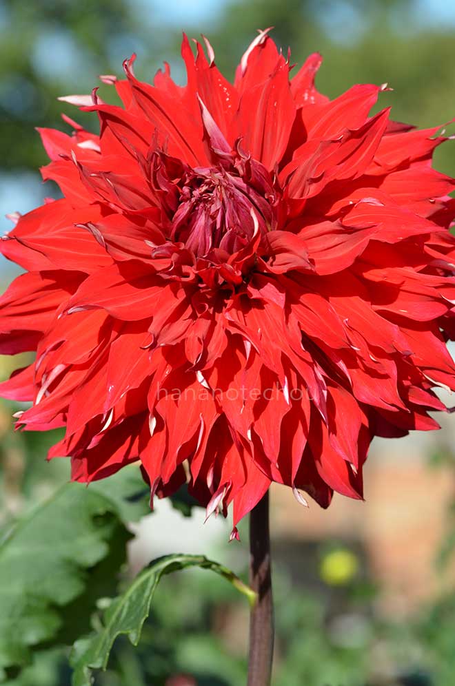 ダリア 張飛｜花の手帖のダリア図鑑