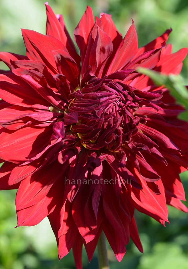 ダリア クリーブ コウアー｜花の手帖のダリア図鑑