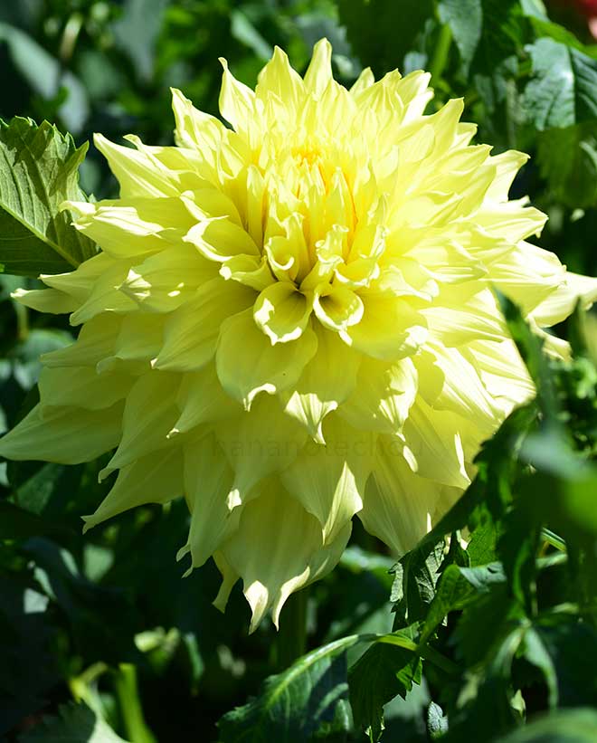 ダリア 大銀河｜花の手帖のダリア図鑑