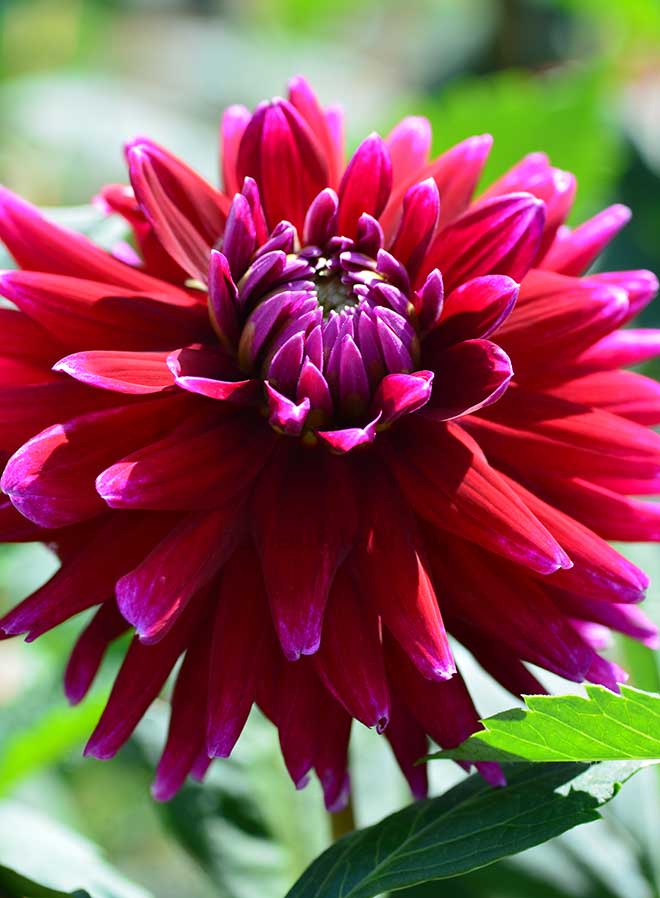 ダリア ダーク マジック｜花の手帖のダリア図鑑