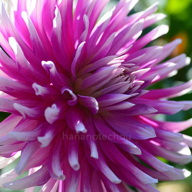 ダリア アイバー ジェーン｜花の手帖のダリア図鑑