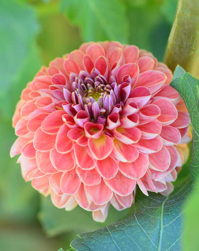 ダリア ジャネット｜花の手帖のダリア図鑑