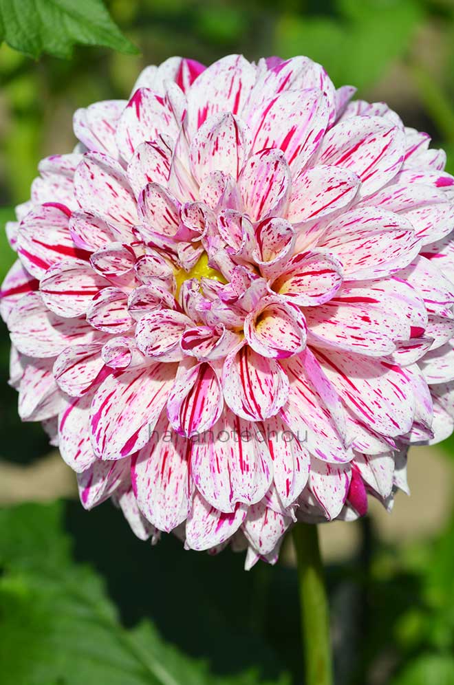 ダリア ジャパニーズ ダンサー｜花の手帖のダリア図鑑