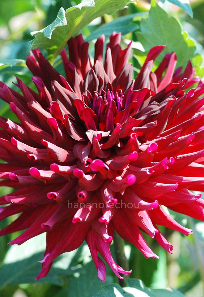 ダリア ジャンヌ ゲルバイス|花の手帖のダリア図鑑