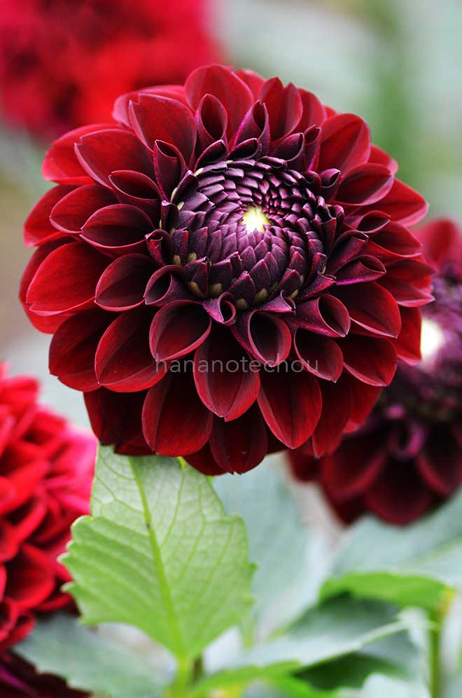 ダリア ジェシー リタ｜花の手帖のダリア図鑑