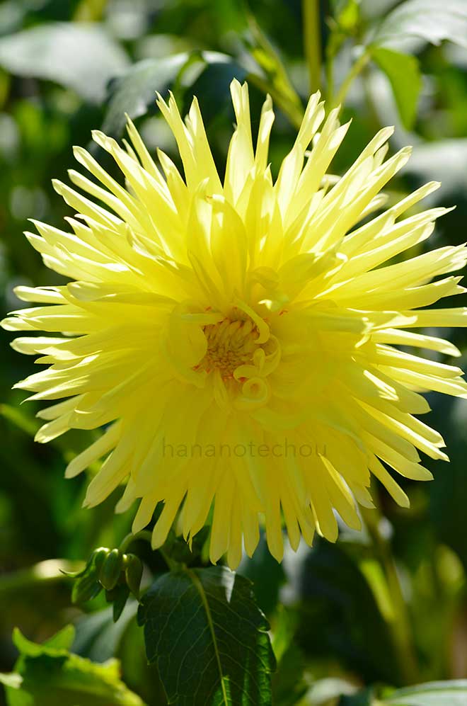 ダリア ジュエル エイリーン|花の手帖のダリア図鑑