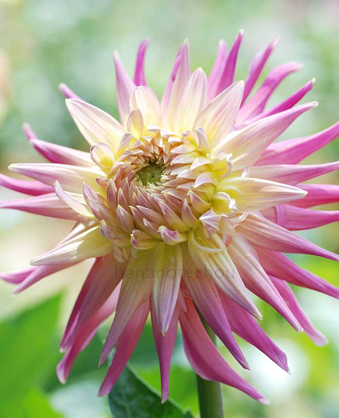 ダリア ジュエル ヒューストン｜花の手帖のダリア図鑑