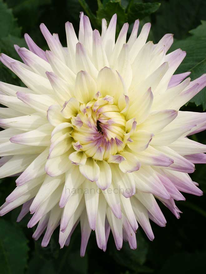 ダリア 上昇気流｜花の手帖のダリア図鑑