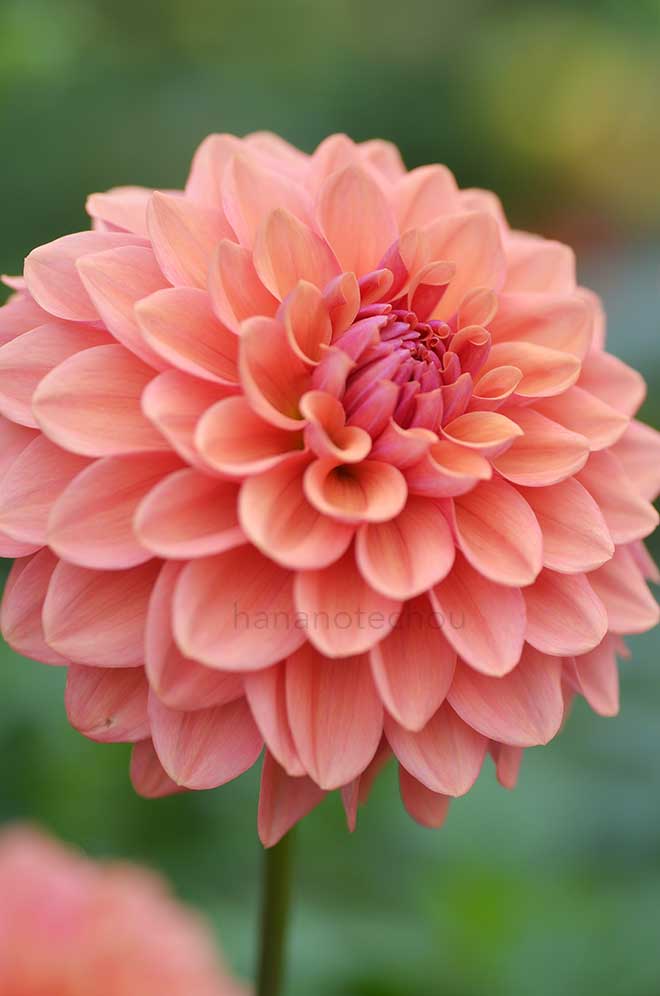 ダリア ジョイフル｜花の手帖のダリア図鑑