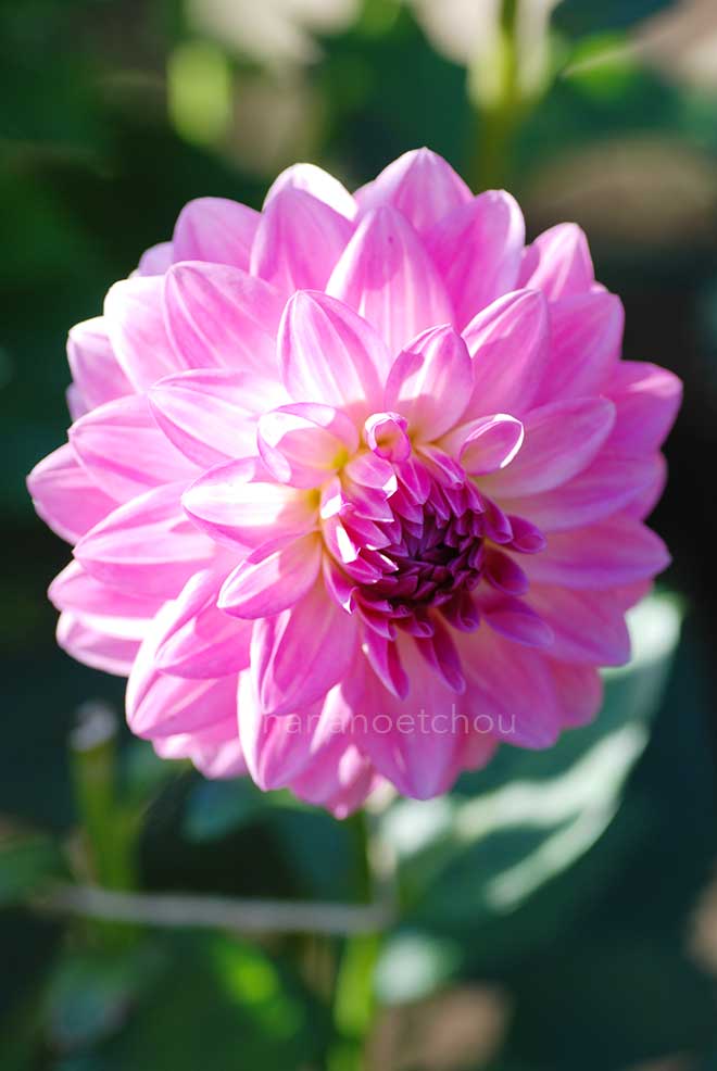 ダリア 純愛｜花の手帖のダリア図鑑