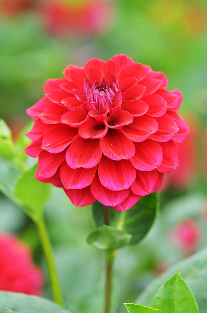 ダリア 純情｜花の手帖のダリア図鑑