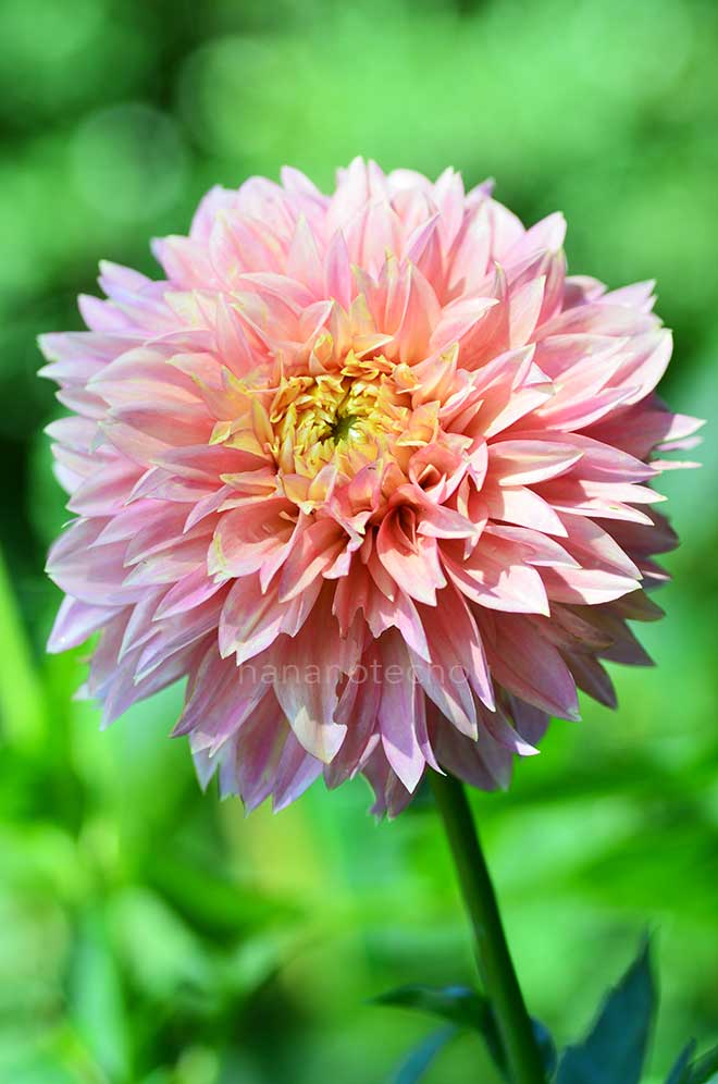 ダリア 純子｜花の手帖のダリア図鑑