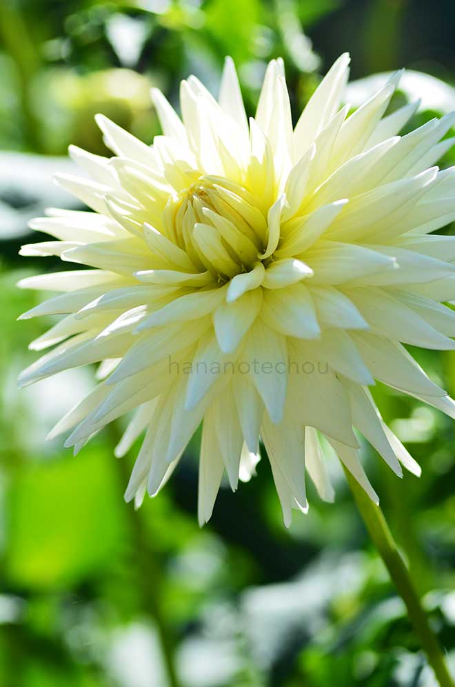 ダリア 純真｜花の手帖のダリア図鑑