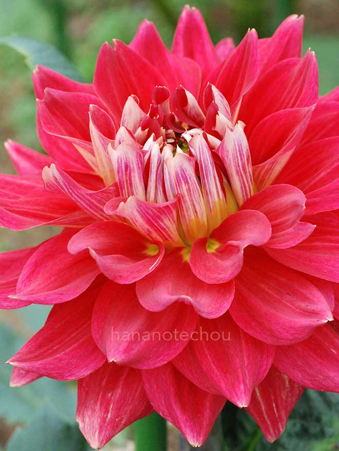 ダリア 上総紅葉｜花の手帖のダリア図鑑