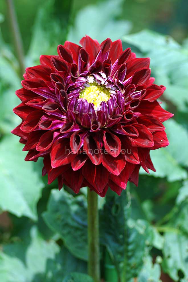 ダリア 小熊の姿｜花の手帖のダリア図鑑