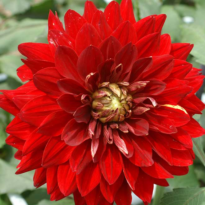 ダリア オリンピアズ ジュビリー|花の手帖のダリア図鑑