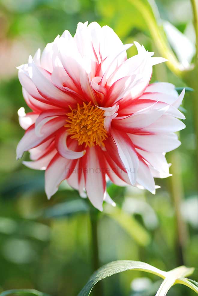 ダリア サンタクロース｜花の手帖のダリア図鑑