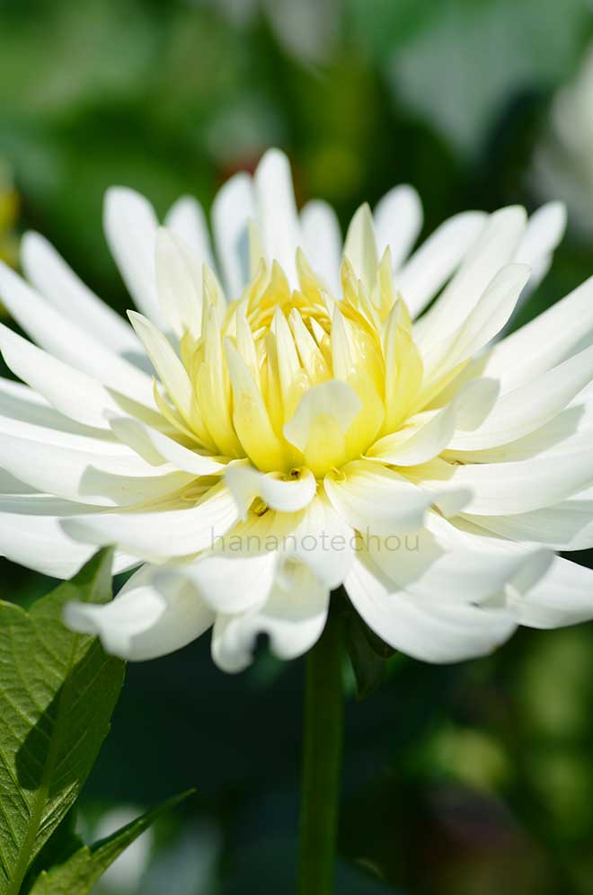 ダリア 細雪｜花の手帖のダリア図鑑