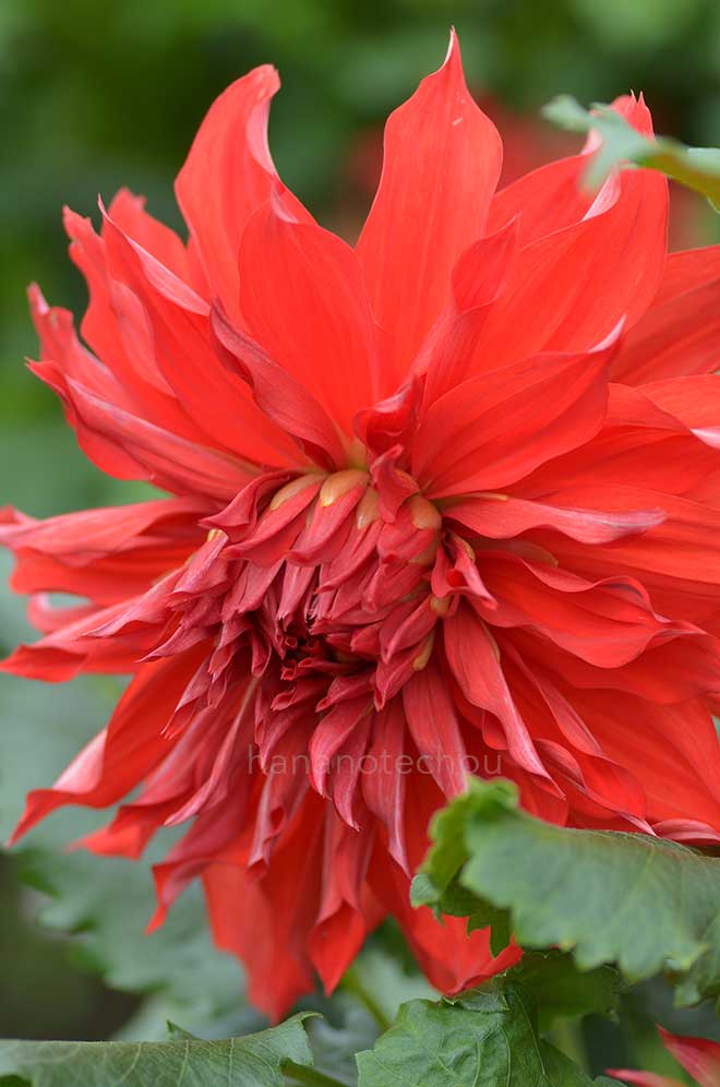 ダリア 赤陽｜花の手帖のダリア図鑑