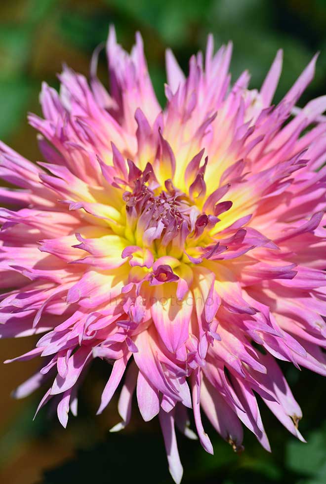 ダリア 千秋くじゃく｜花の手帖のダリア図鑑