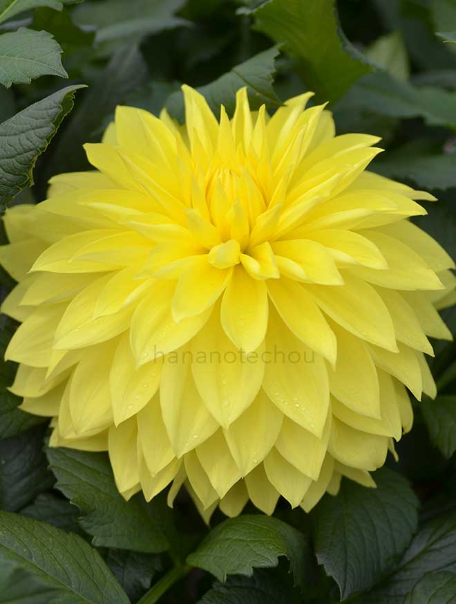 ダリア 千秋満月｜花の手帖のダリア図鑑