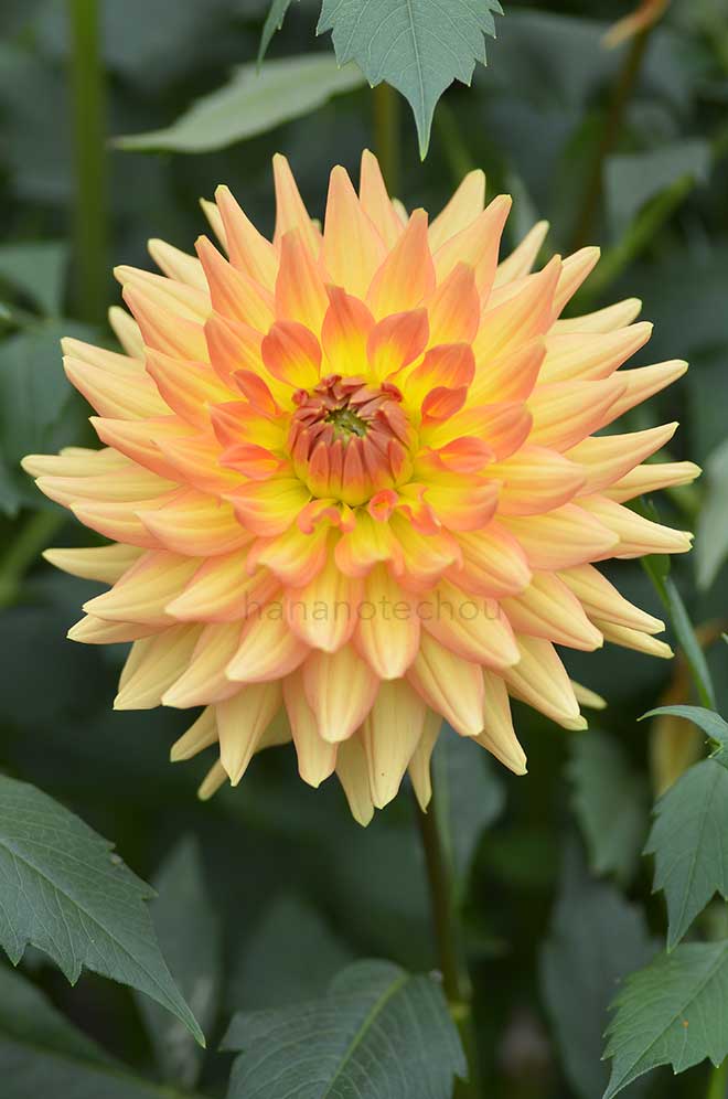 ダリア 千秋しぐれ|花の手帖のダリア図鑑