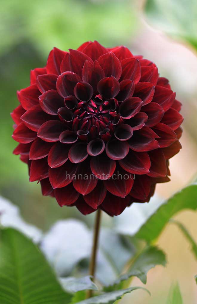 ダリア 新黒竜｜花の手帖のダリア図鑑