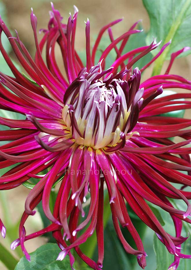 ダリア 神曲｜花の手帖のダリア図鑑