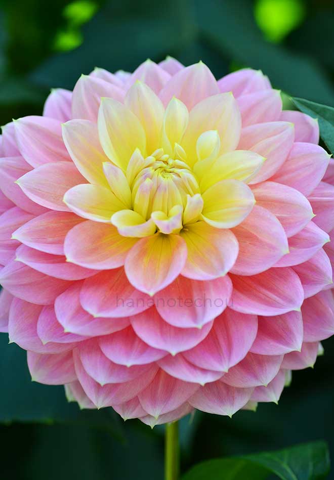 ダリア 思春期|花の手帖のダリア図鑑