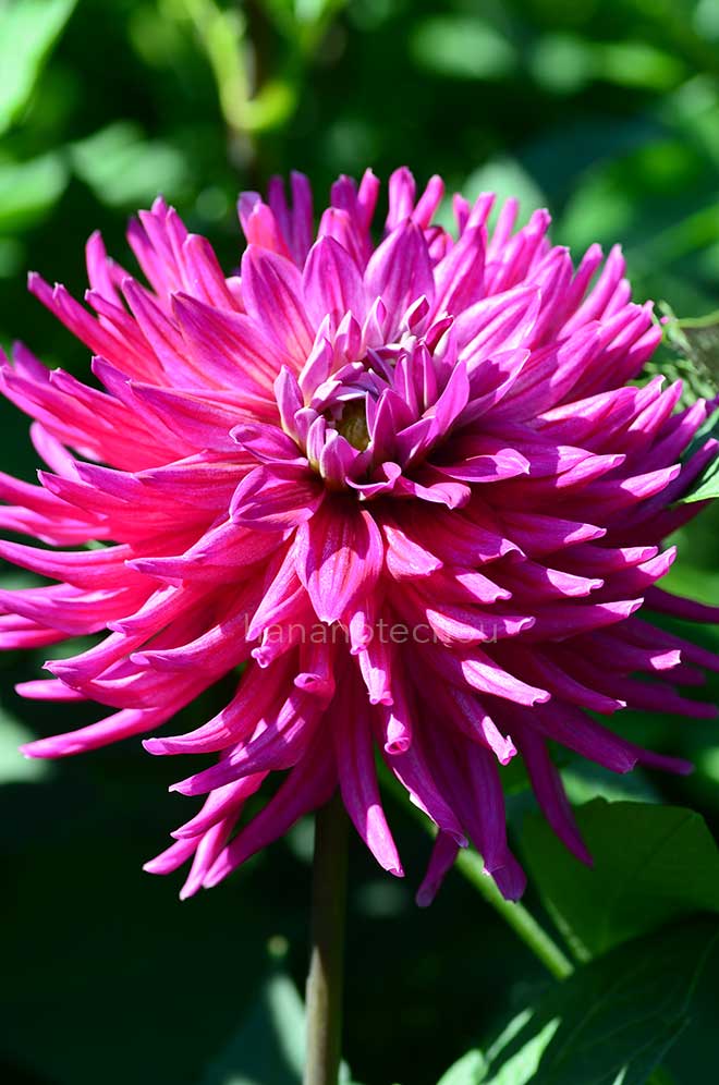 ダリア 紫雲｜花の手帖のダリア図鑑