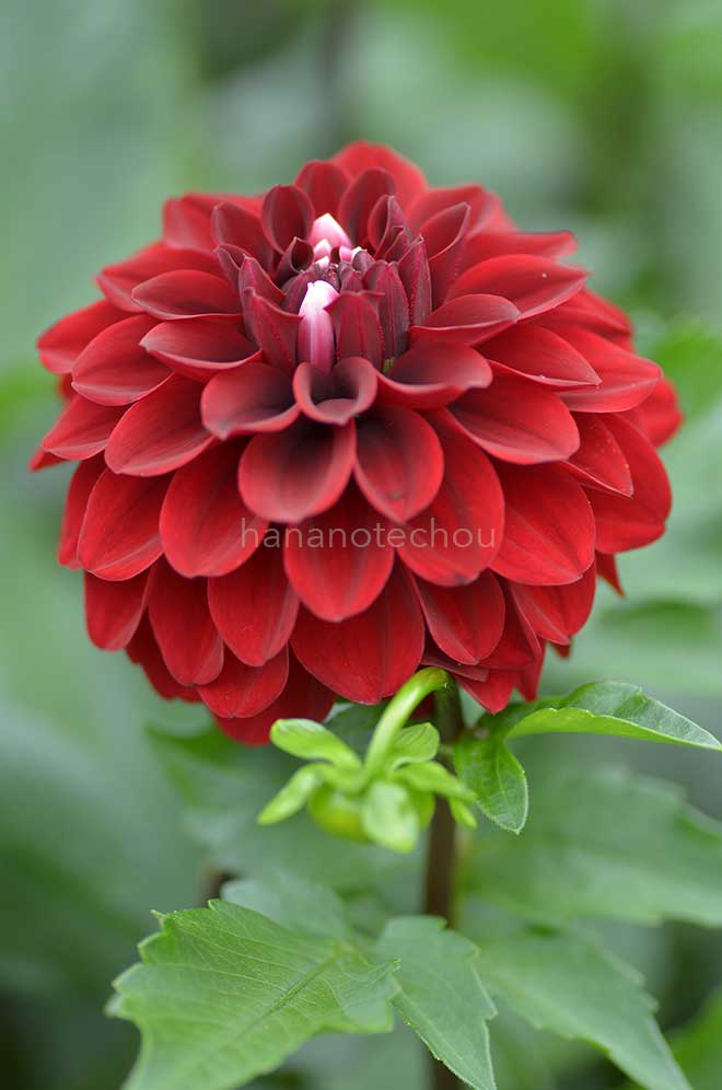 ダリア 祝砲｜花の手帖のダリア図鑑