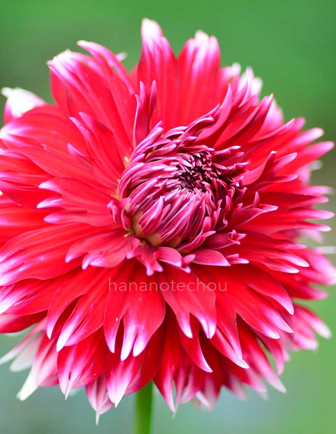 ダリア 祝花｜花の手帖のダリア図鑑