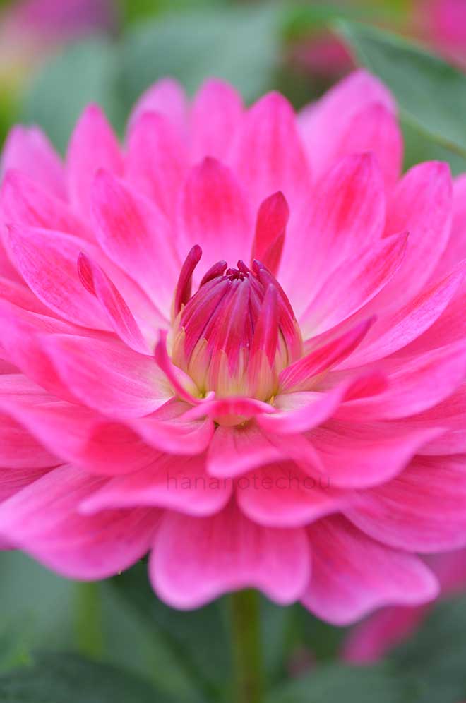 ダリア 春風｜花の手帖のダリア図鑑