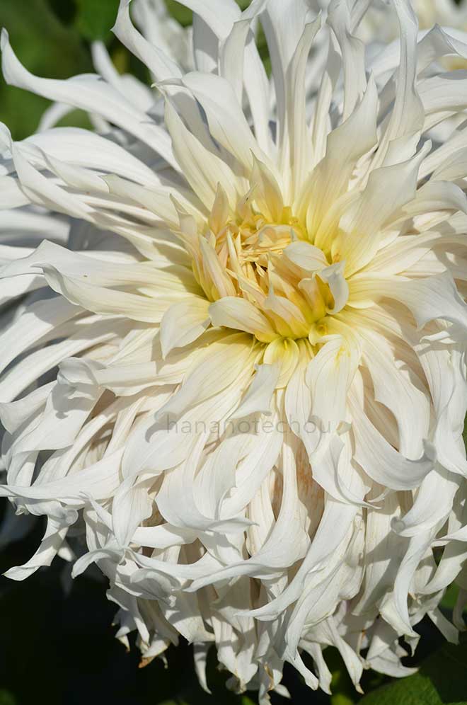 ダリア シルバーウェディング|花の手帖のダリア図鑑